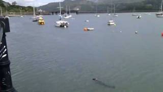 preview picture of video 'Sea Lion in Barmouth Harbour'