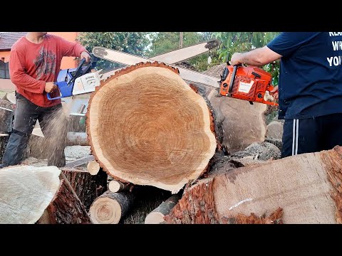 Husqvarna 3120xp, Stihl MS 881 and FarmerTec G888 very hard work (Kyoso japanese chain test)