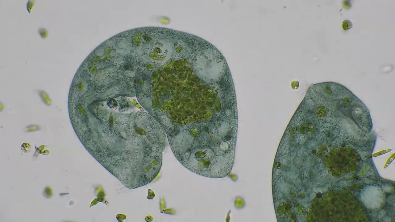 Cyanobacteria and Euglena