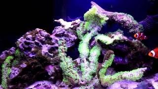 How to setup a 10 Gallon Nano Reef Tank, green hair algae dying off