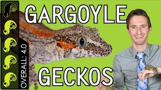 Gargoyle Gecko, The Best Pet Reptile?