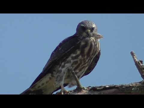 Mississippi Kite calling juvenile on elm