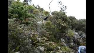 preview picture of video 'Ascension cerro Chirripo part 1'