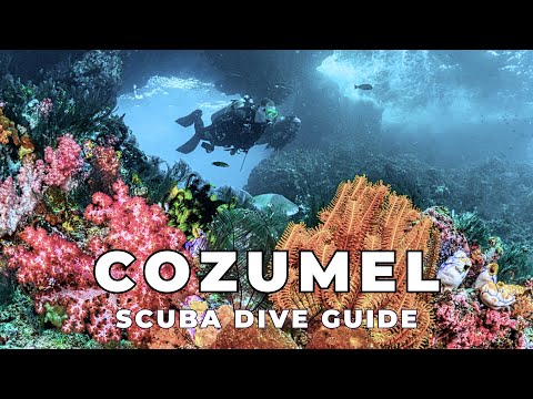 The Best Diving in Cozumel in 2025 - Diving Mexico's Drift Diving Capital