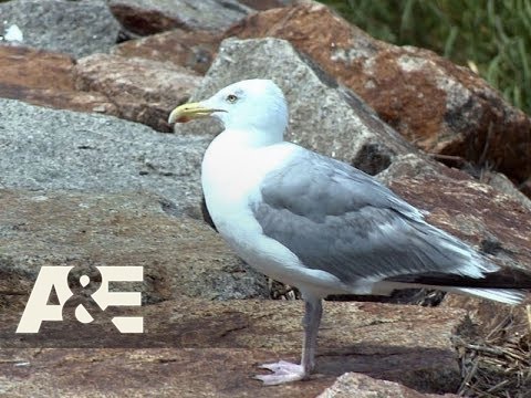 Flipping Boston: Seagull Snaps (Season 3, Episode 9) | A&E