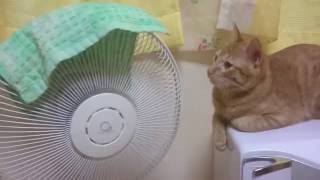 ユウスケと扇風機と付近😻