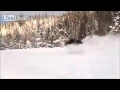 giant moose running in snow caught on tape