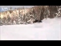 Giant Moose Running In Snow Caught On Tape