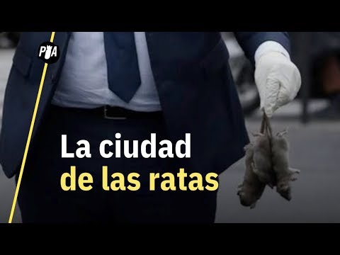 París: la ciudad del amor y las ratas