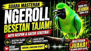 Download lagu 🔥 MASTERAN NGEROLL SPEED BESETAN TAJAM PALING GILA‼️ Pancingan Bongkar Isian Cucak Ijo Auto Gacor mp3