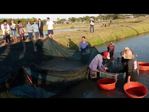 National Training on Tilapia Culture for Small-Scale Fish Farmers (SDE)