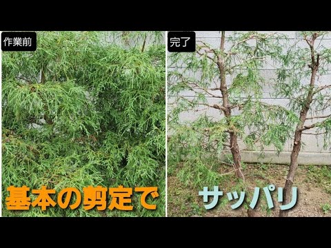 翡翠の木の挿し木を取る方法