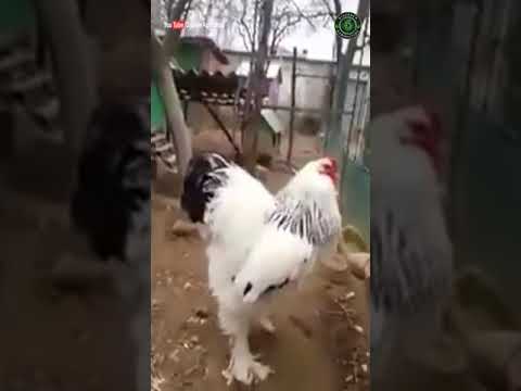 Brahma giant chicken — najvacsie kura sveta