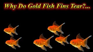 Why Do Gold Fish Fins Tear?.. Is This Disease?.. How To Prevent This Disease?. / Fish Aquarium Tamil