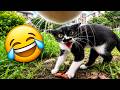 Angry Cats Fighting Compilation