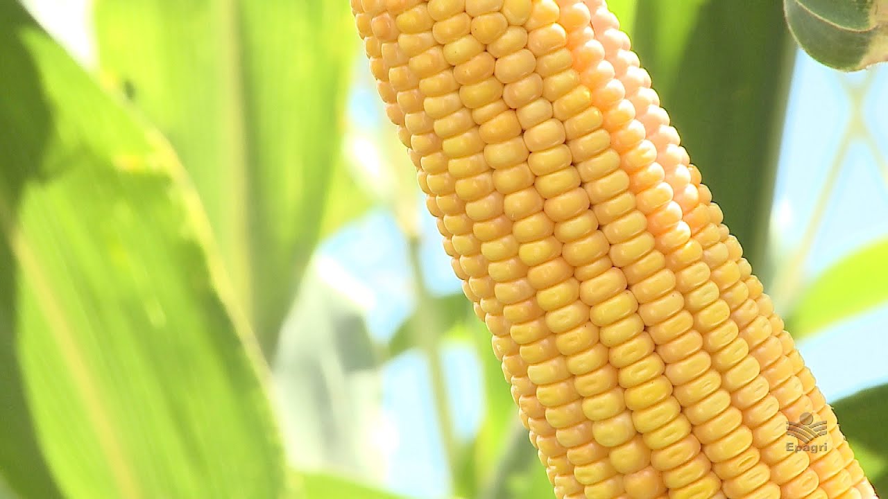 Milhos Variedade de Polinização Aberta Epagri