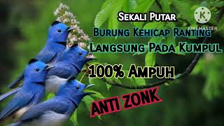 Download lagu Suara Pikat Burung Kehicap Ranting/Slendang Biru Ribut mp3