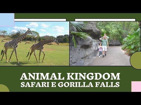 Animal Kingdom - Parte 2 - Safari e Gorilla Falls - #Disney #AnimalKingdom #Orlando #Flórida #EUA