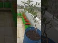 terrace garden setup 9962995335