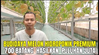 Download lagu Successfully Cultivates 700 Premium Hydroponic Melons, Harvests Tens of Millions at a Time mp3