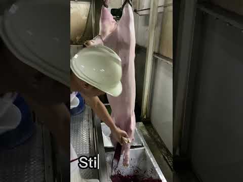 Dumaguete city slaughter house HOG OPERATION 🐷#slaugtherer #butcher