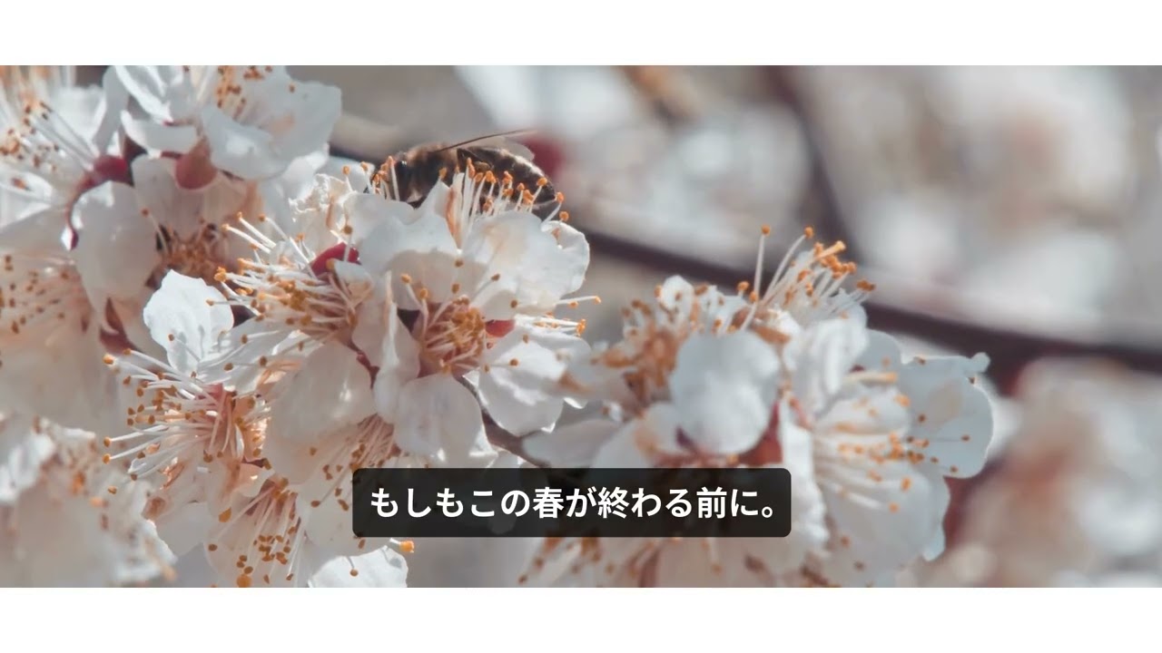 『春風と恋の予感』オリジナル曲