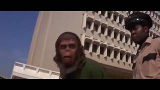 MOVIE  CONQUEST OF THE PLANET OF THE APES EXPOSED APES HEBREWS = BLACKS