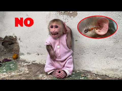 Monkey NANA had itchy ears and asked for help from her father