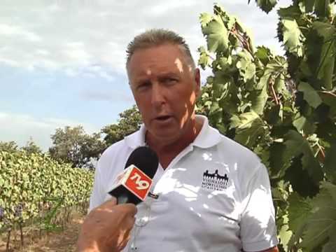 Zonattiva - La vendemmia