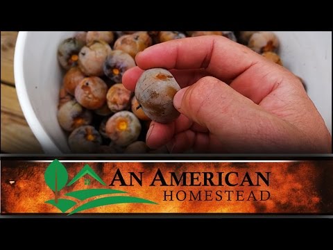 download lagu mp3 mp4 Persimmon Moonshine Recipe, download lagu Persimmon Moonshine Recipe gratis, unduh video klip Persimmon Moonshine Recipe
