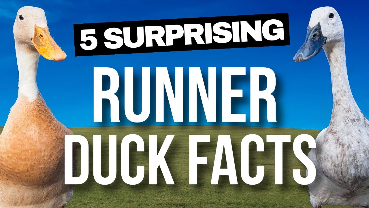 5 Surprising Runner Duck Facts