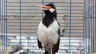 Download lagu Pancingan Jalak Suren Gacor Mompa Full Isian - Masteran Suara Burung Jalak Gacor Full Isian Mewah mp3