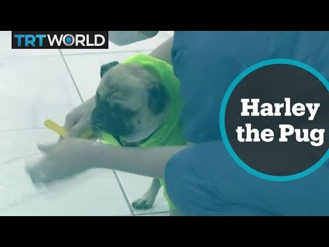 Dog helps hospital staff destress