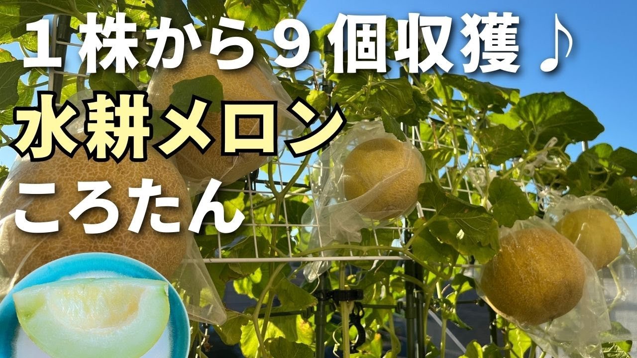 【メロン水耕栽培】狭いベランダで「ころたん」大収穫♪　植え付け～収穫まで