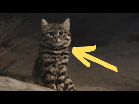 The World’s Deadliest Cat Also Happens To Be One Of Its Cutest