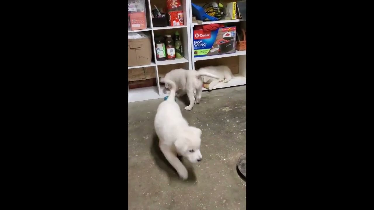 Enlarge Amaya in KY - Gentle & Affectionate!, an adopted mixed breed in Paducah, KY video 4/4