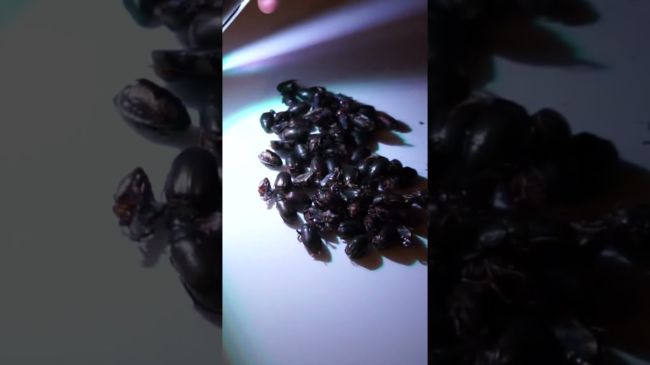 東京藝大で展示するよ！投稿をチェックしてくれ！