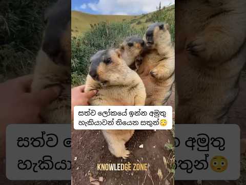 මේ සත්තුන්ට මේ වගේ හැකියාවන් තියෙනවා කියලා දැනන් හිටියද😳#animals #worldfacts #sinhalafacts