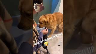 怒られてションボリしてる姿が超絶かわいい[アニマルTikTok]