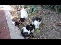Tuxedo Mom Cat And Her Four Kittens On The Street