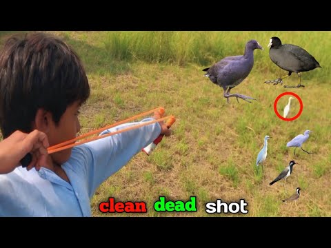 Slingshot wild birds hunting!