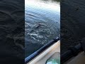 Video Thumbnail for Angry Mr. Pike