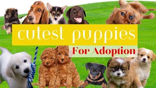 Cutest Puppies For Adoption 🐶❤️💛👍, Cute Animals, Puppy Dogs, Cute and funny animal videos, Cute Pets
