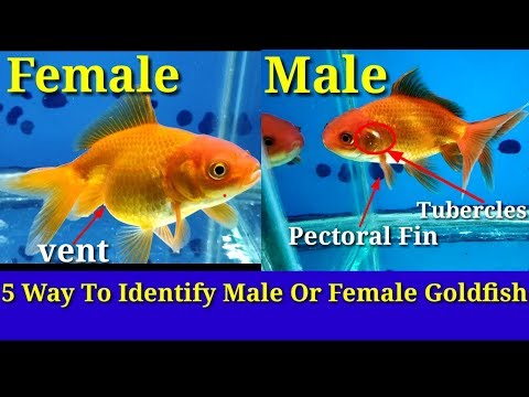 , title : '5 Way To Identify Male Or Female Goldfish'