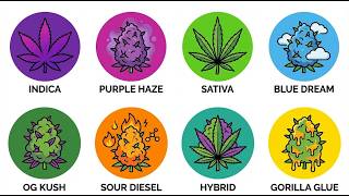 Every Weed Type & Its Effects Explained In 22 Minutes
