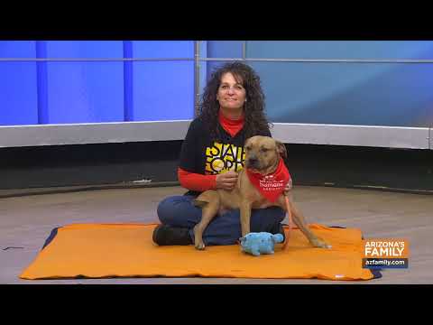 Pets on Parade (Full Episode) February 7, 2026 - YouTube