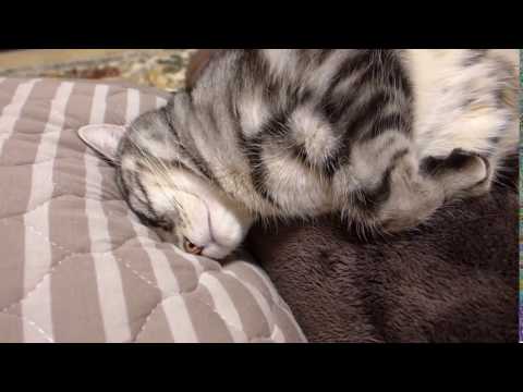 Kelvin Koslow,  a cat who sleeps with a pillow as usual clip11