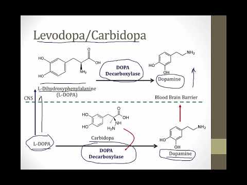 2  Phenylalanine & Tyrosine