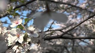 Music video thumbnail preview for Davina \u0026 The Vagabonds- Finally Home by Davina and the Vagabonds