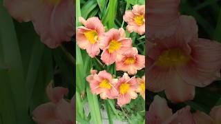 #shorts  Daylily